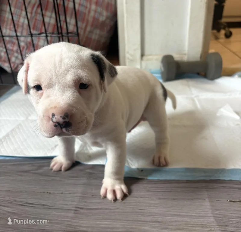 Titan, a male American Bully for sale in Hanover, PA – Photo 1 of 5