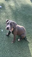 Blue Bella, a female American Pit Bull Terrier for sale in Hanover, PA – 2 of 10