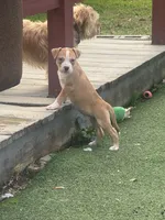 Pecan, a female American Pit Bull Terrier for sale in Hanover, PA – 7 of 8