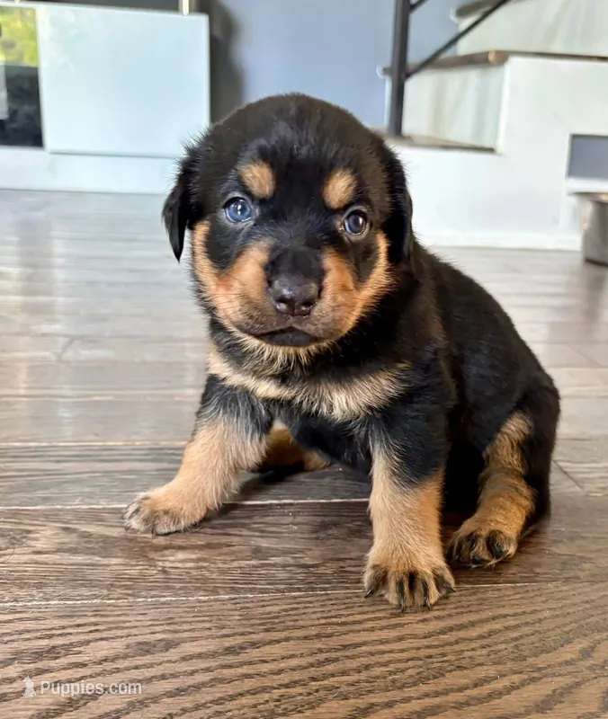 Dior, a female Rottweiler for sale in Hanover, PA – 1 of 7