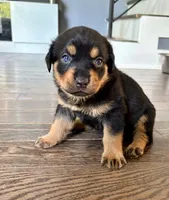 Dior, a female Rottweiler for sale in Hanover, PA – 1 of 7