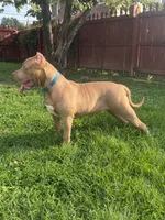 Bane, a male American Bully for sale in Hanover, PA – 5 of 10