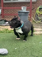 Biggie, a male American Bully for sale in Hanover, PA – 6 of 9