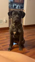 Puppy2, a male German Shepherd Dog and Cane Corso for sale in Hanover, PA – 4 of 5