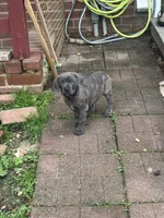Prima, a female Cane Corso for sale in Hanover, PA – 1 of 9