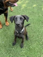 Wilson, a male Belgian Malinois and Labrador Retriever for sale in Hanover, PA – 3 of 7