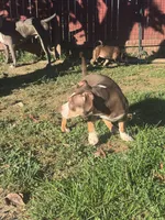 Butters, a female American Bully for sale in Hanover, PA – 4 of 6