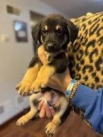 Puppy2, a male German Shepherd Dog and Cane Corso for sale in Hanover, PA – 3 of 5