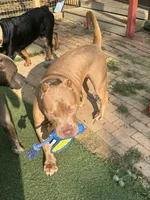 Bane, a male American Bully for sale in Hanover, PA – 10 of 10
