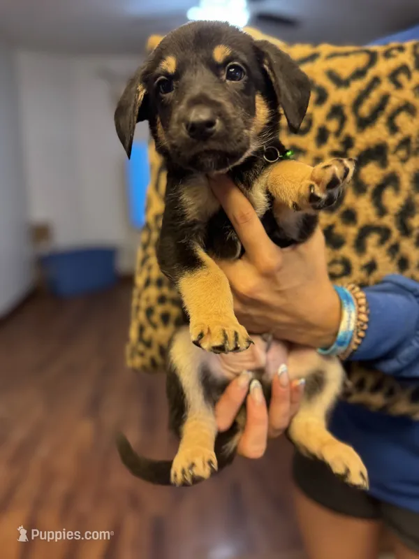 Puppy2 – German Shepherd Dog, Cane Corso puppy for sale in Hanover, PA