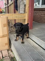Stella, a female Rottweiler for sale in Hanover, PA – 6 of 7