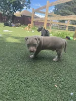 Vinny, a male American Pit Bull Terrier for sale in Hanover, PA – 5 of 8