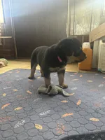Dream, a female Rottweiler for sale in Hanover, PA – 3 of 7