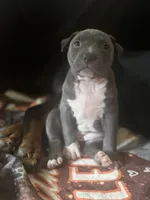 Lucy, a female American Pit Bull Terrier for sale in Hanover, PA – 6 of 9
