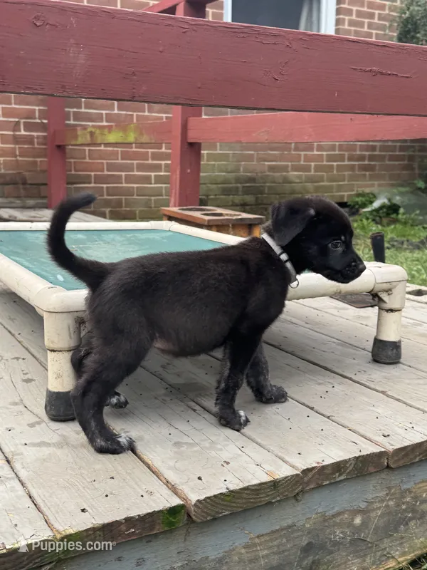 Athena – German Shepherd Dog, Cane Corso puppy for sale in Hanover, PA