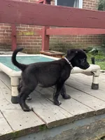 Athena, a female German Shepherd Dog and Cane Corso for sale in Hanover, PA – 1 of 7