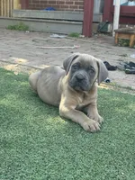 Hemmy, a female Cane Corso for sale in Hanover, PA – 1 of 10
