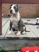 Blue-Banks, a male American Pit Bull Terrier for sale in Hanover, PA – 3 of 10