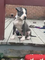Blue-Banks, a male American Pit Bull Terrier for sale in Hanover, PA – 6 of 10