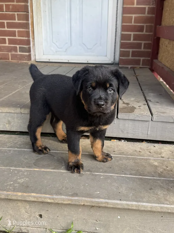 Stella – Rottweiler puppy on hold in Hanover, PA
