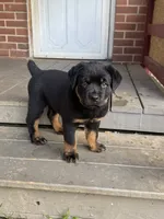 Stella, a female Rottweiler for sale in Hanover, PA – 1 of 7