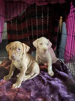 Bronx, a male American Bully and American Pit Bull Terrier for sale in Hanover, PA – 7 of 8