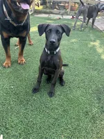 Wilson, a male Belgian Malinois and Labrador Retriever for sale in Hanover, PA – 4 of 7