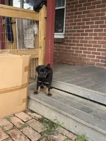 Stella, a female Rottweiler for sale in Hanover, PA – 5 of 7