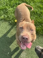Bane, a male American Bully for sale in Hanover, PA – 7 of 10