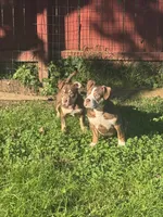 Biscuit, a female American Bully for sale in Hanover, PA – 5 of 7