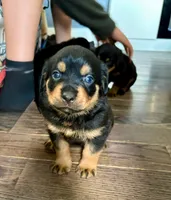 Dior, a female Rottweiler for sale in Hanover, PA – 2 of 7