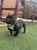 Biggie, a male American Bully for sale in Hanover, PA – 5 of 9