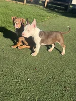 Mochi, a female American Bully for sale in Hanover, PA – 2 of 7