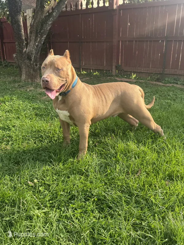 Bane – American Bully puppy for sale in Hanover, PA