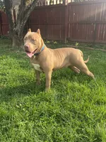 Bane, a male American Bully for sale in Hanover, PA – 1 of 10