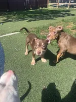 Biscuit, a female American Bully for sale in Hanover, PA – 6 of 7