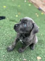 Prima, a female Cane Corso for sale in Hanover, PA – 4 of 9