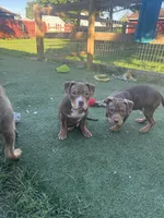 Toasty, a female American Bully for sale in Hanover, PA – 6 of 6