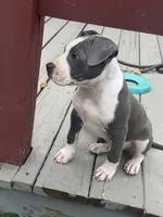 Blue-Banks, a male American Pit Bull Terrier for sale in Hanover, PA – 4 of 10