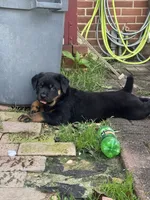 Stella, a female Rottweiler for sale in Hanover, PA – 2 of 7