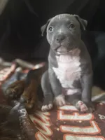 Lucy, a female American Pit Bull Terrier for sale in Hanover, PA – 1 of 9