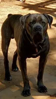 Hemmy, a female Cane Corso for sale in Hanover, PA – 9 of 10