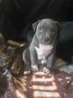 Lucy, a female American Pit Bull Terrier for sale in Hanover, PA – 4 of 9