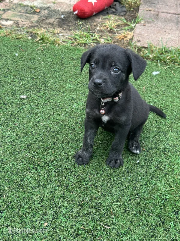 Freya – German Shepherd Dog, Cane Corso puppy for sale in Hanover, PA