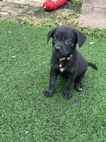 Freya, a female German Shepherd Dog and Cane Corso for sale in Hanover, PA – 1 of 7