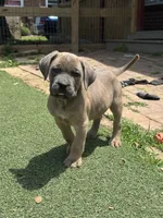 Hemmy, a female Cane Corso for sale in Hanover, PA – 4 of 10