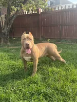 Bane, a male American Bully for sale in Hanover, PA – 2 of 10