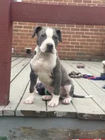 Blue-Banks, a male American Pit Bull Terrier for sale in Hanover, PA – 2 of 10