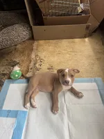 Kona, a female American Bully for sale in Hanover, PA – 2 of 10
