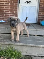 Hemmy, a female Cane Corso for sale in Hanover, PA – 8 of 10